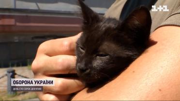 Кошеня, якого врятували на острові Зміїному, привезли до Києва