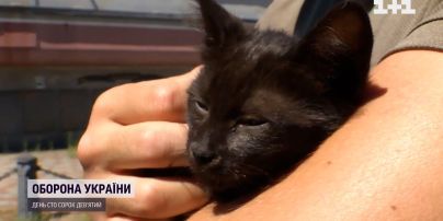 Кошеня, якого врятували на острові Зміїному, привезли до Києва
