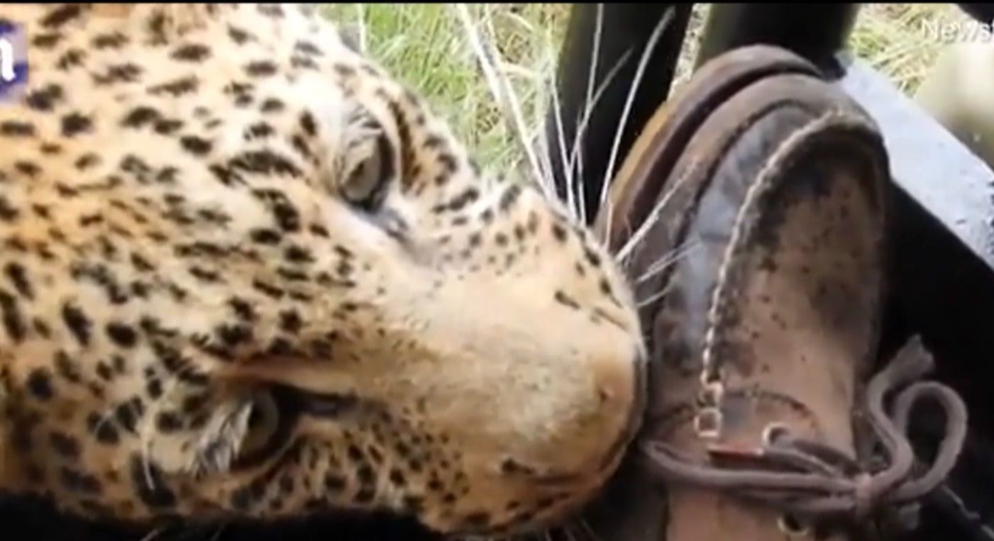 Туристам в Африке удалось вблизи заснять молодого леопарда