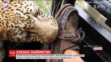 Туристам в Африці вдалося зблизька зафільмувати молодого леопарда