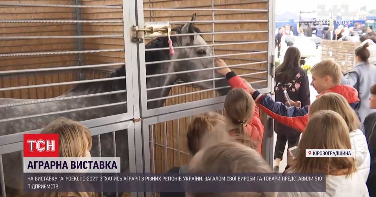 У Кропивницькому десятки тисяч фермерів на аграрній виставці випробовують техніку і купують племінних тварин