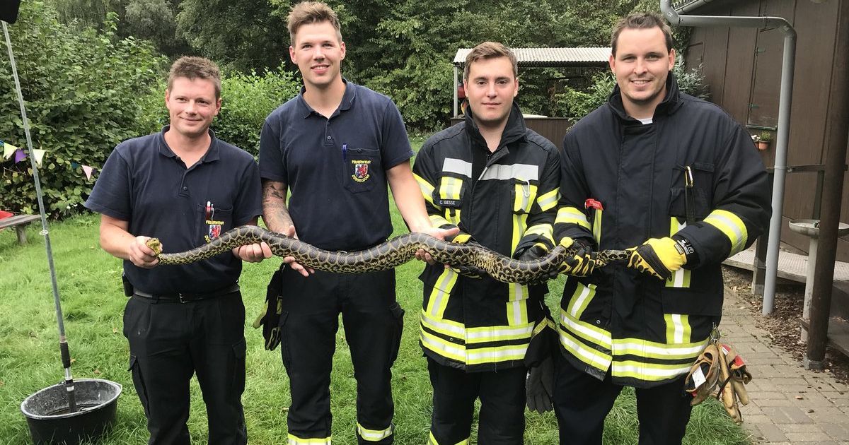 В Германии в озере поймали 2-метровую анаконду