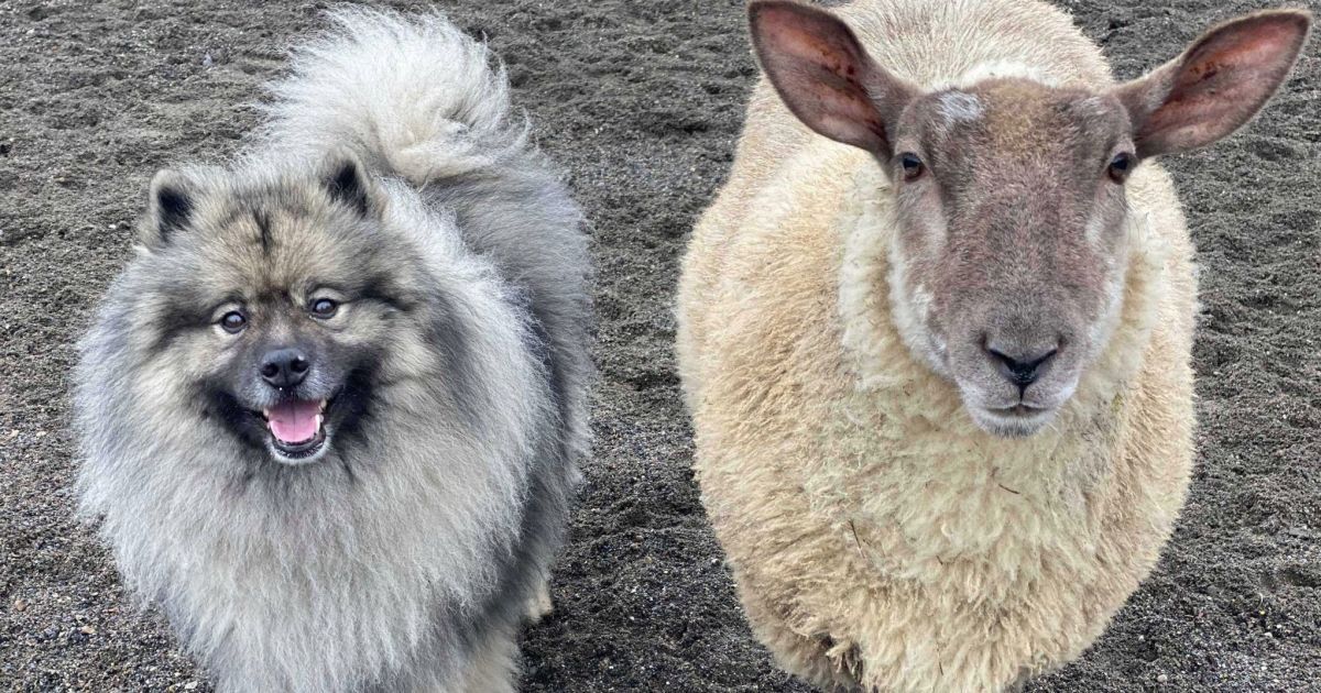 Собака и овца / Иллюстративный фото