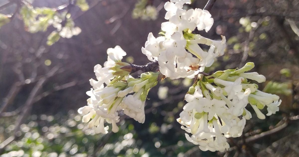 В Одессе посреди зимы зацвела калина с невероятным запахом (фото)