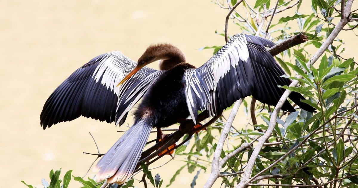 На Черниговщине сотни гагар разбились, спутав влажный асфальт с рекой