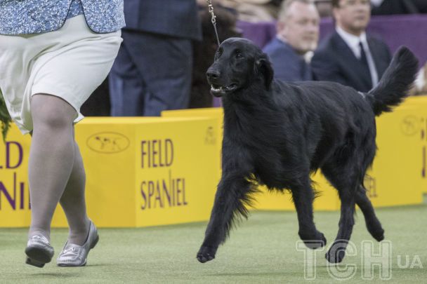 Гладкошерстный ретривер / © Associated Press