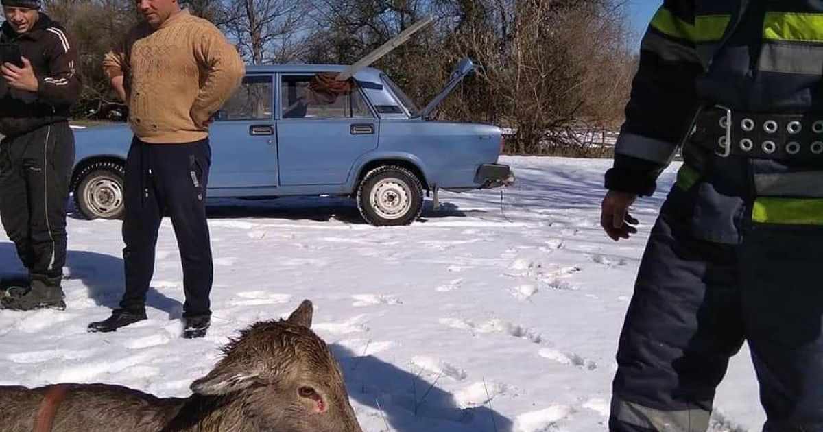 На Полтавщине пожарные спасли оленят, которые провалились под лед