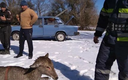 На Полтавщині пожежники врятували оленяток, які провалилися під лід