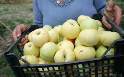 В продаже появились яблоки нового урожая. Оптовые цены