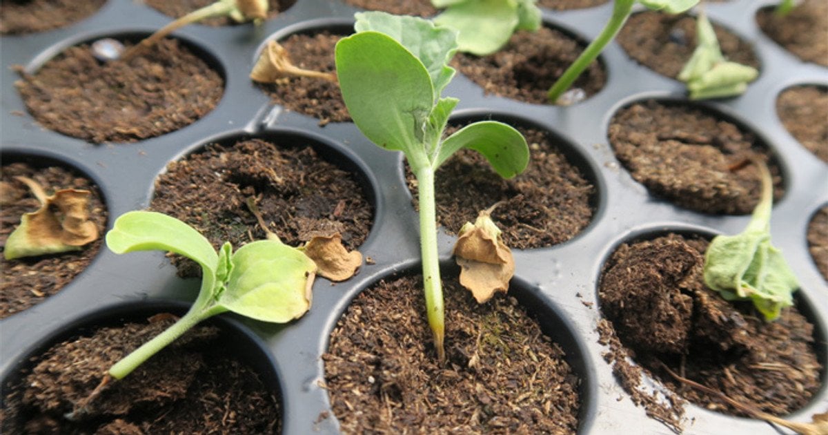 Черная ножка на рассаде