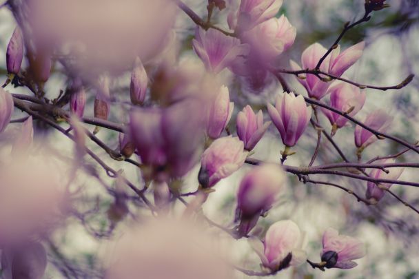 Народные приметы 4 мая / © Pexels