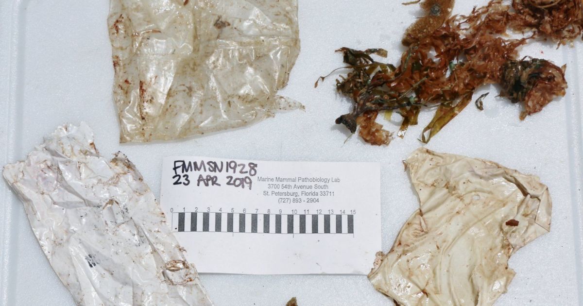 У США приспали рідкісного дельфіна, якого повільно вбивав пластик у шлунку