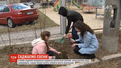В Киеве даром раздавали саженцы сосен всем желающим