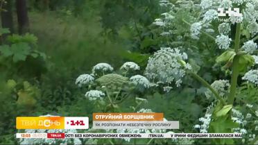 Сезон отруйного борщівника розпочався: чи є від нього користь та як його отрута впливає на людину