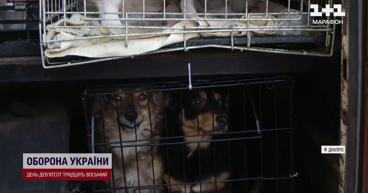 Евакуація собак