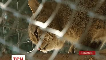 На Прикарпатті ветеринари врятували пару лісових котів