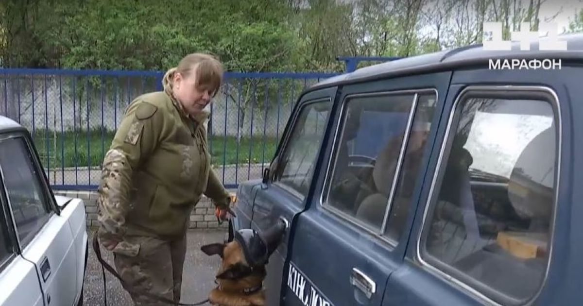 Непростая служба: как собаки во время войны спасают живых и находят мертвых