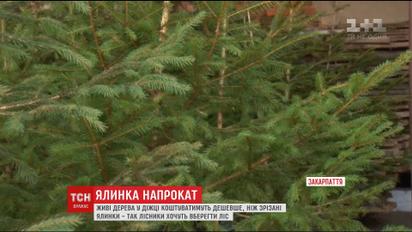 Лісники вигадали незвичайний спосіб зберегти ялинки і сосни в новорічні свята