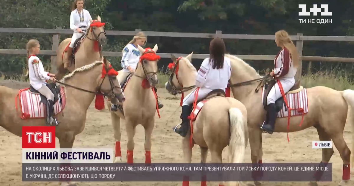 Під Львовом на Фестивалі упряжного коня презентували зникому лицарську породу скакунів