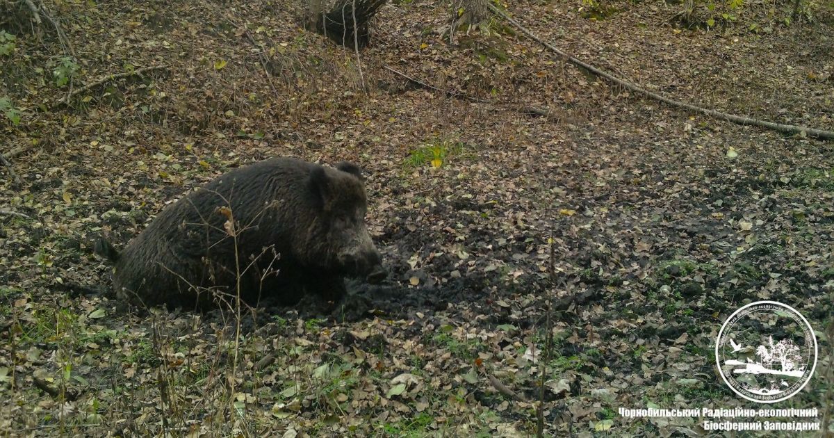 Дикий кабан створив таку приємну ванну як для себе, так і для інших тварин Чорнобильського заповідника