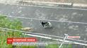 Необычная компания: козел возглавил стаю собак на Днепропетровщине