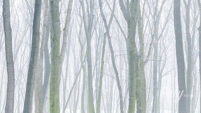 Силуети дерев у тумані