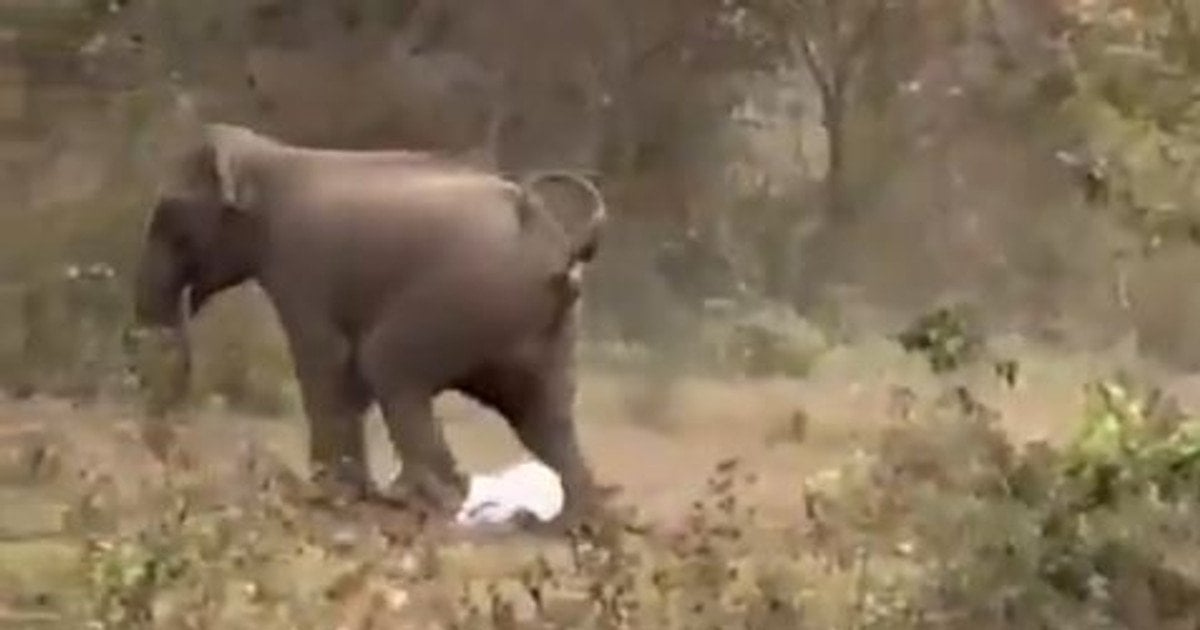 Напад слона