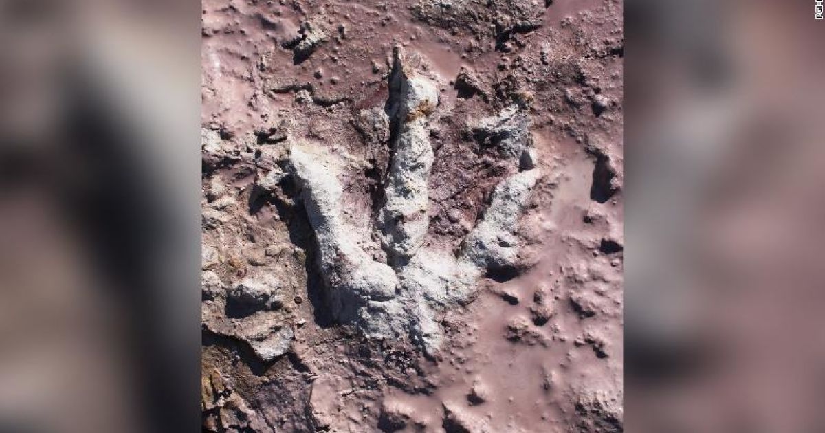 В Польше археологи обнаружили сотни следов динозавров (фото)