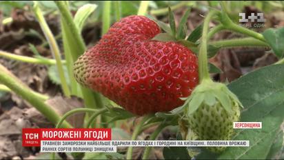 Весняні заморозки вдарили по ягодах та городині, що спричинило їх здорожчення