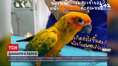 Новини світу: папуга на ім'я Фрості ковтнула 21 діамант з намиста хазяйки