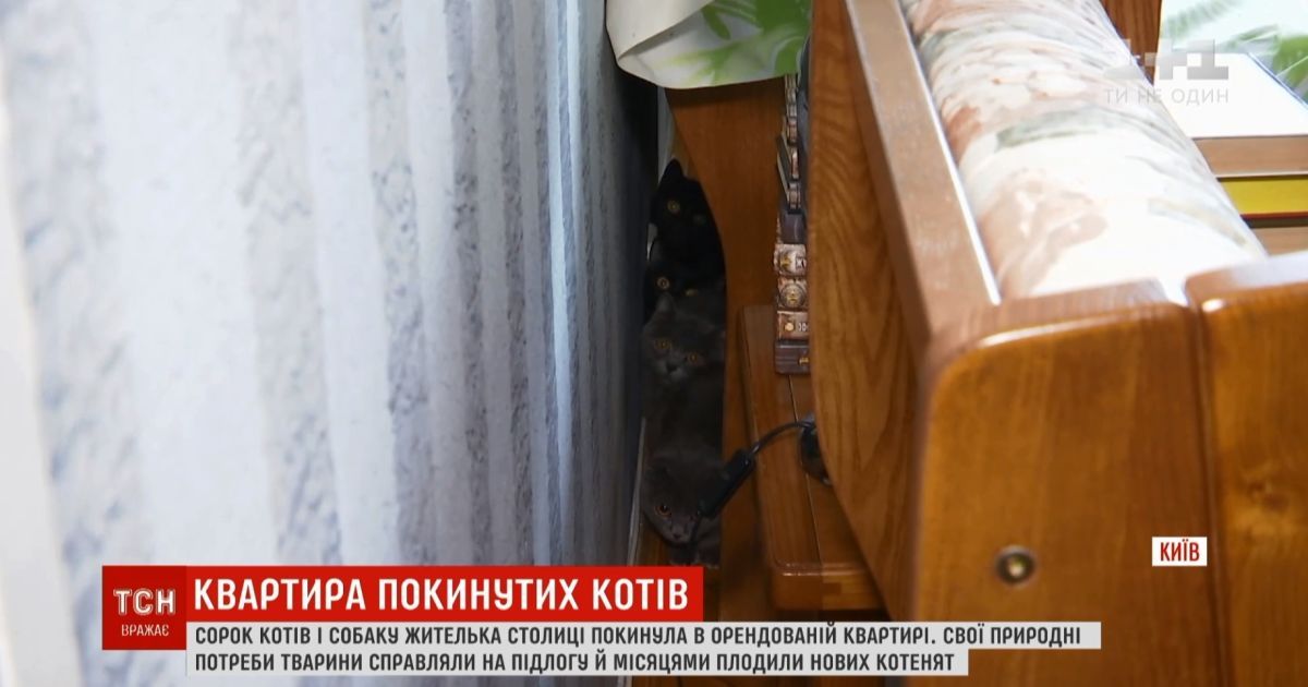 Киянка здала в оренду квартиру і отримала замість грошей 40 котів і песика