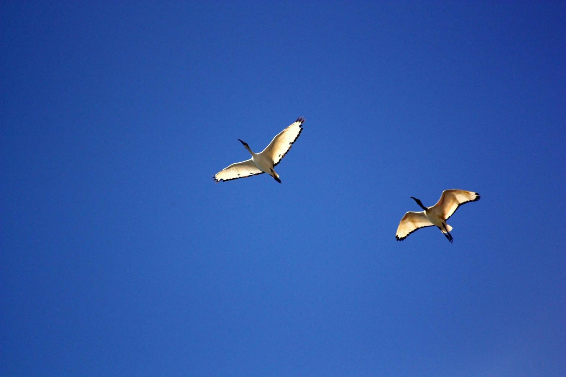 3 березня гуси високо летять — чекайте на повноводдя / © Pexels