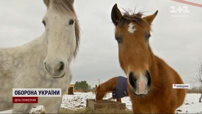 Порятунок тварин! На Київщині облаштували соціальне ранчо для врятованих коней