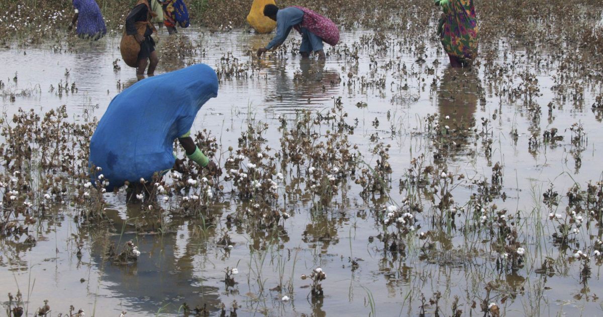Ходив без маски - йди збирати бавовну: у Туркменістані придумали, як карати порушників