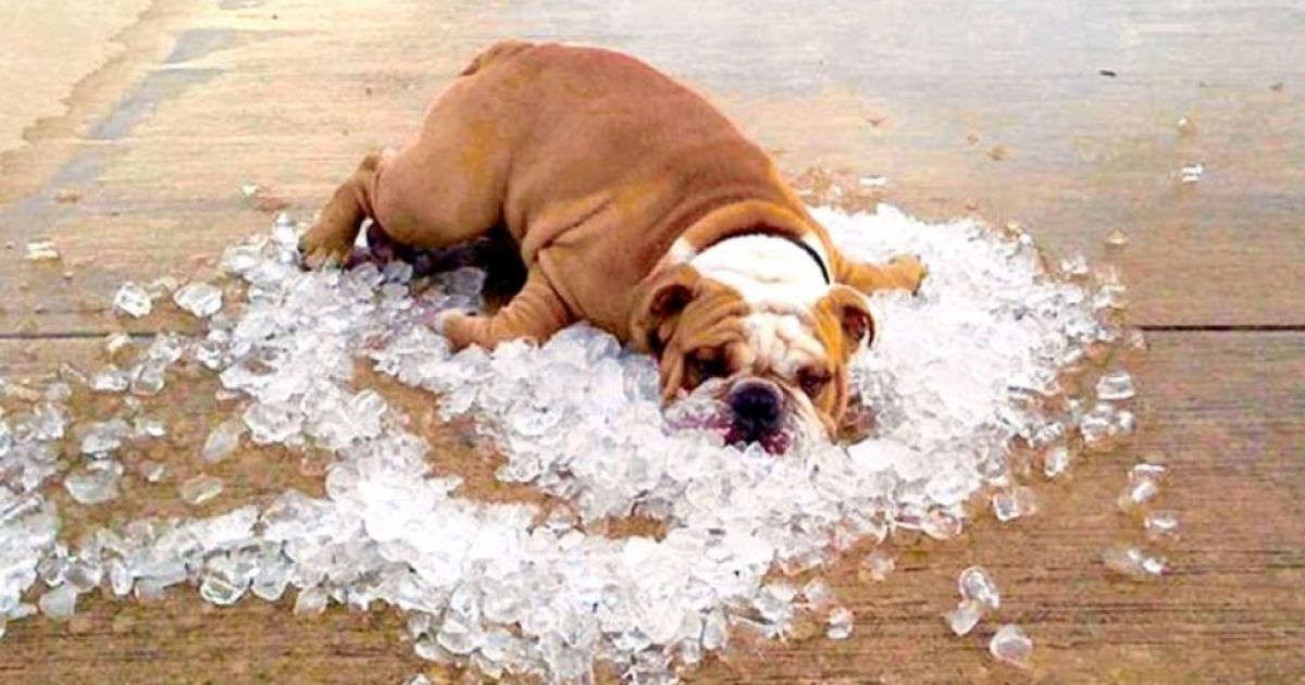 Как перенести жару