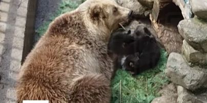 На Ивано-Франковщине впервые показали забавных "президентских" медвежат