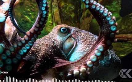 В Новой Зеландии осьминог сбежал из аквариума в Тихий океан