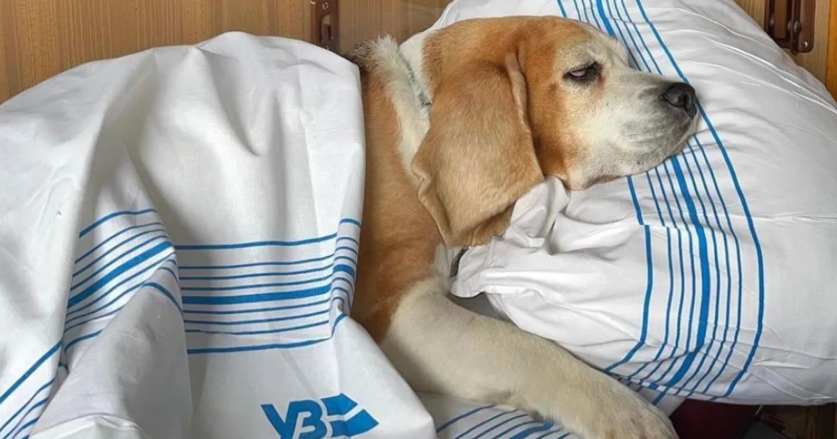 Собака у потязі "Укрзалізниці"/ Фото: UAnimals