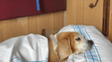 Собака у потязі "Укрзалізниці"/ Фото: UAnimals