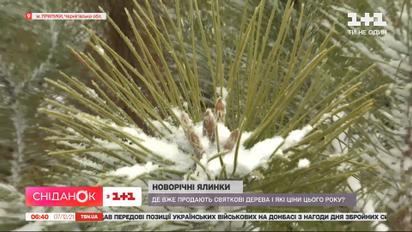 За скільки цього року можна придбати новорічну ялинку
