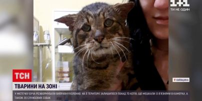 Под Киевом расформировали исправительную колонию, но тамошние коты и собаки остались непристроенными