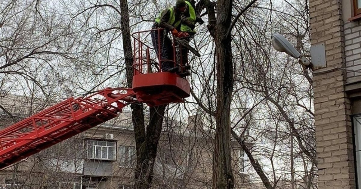 Можно ли забирать оставленные коммунальщиками ветви