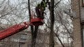 Можно ли забирать оставленные коммунальщиками ветви