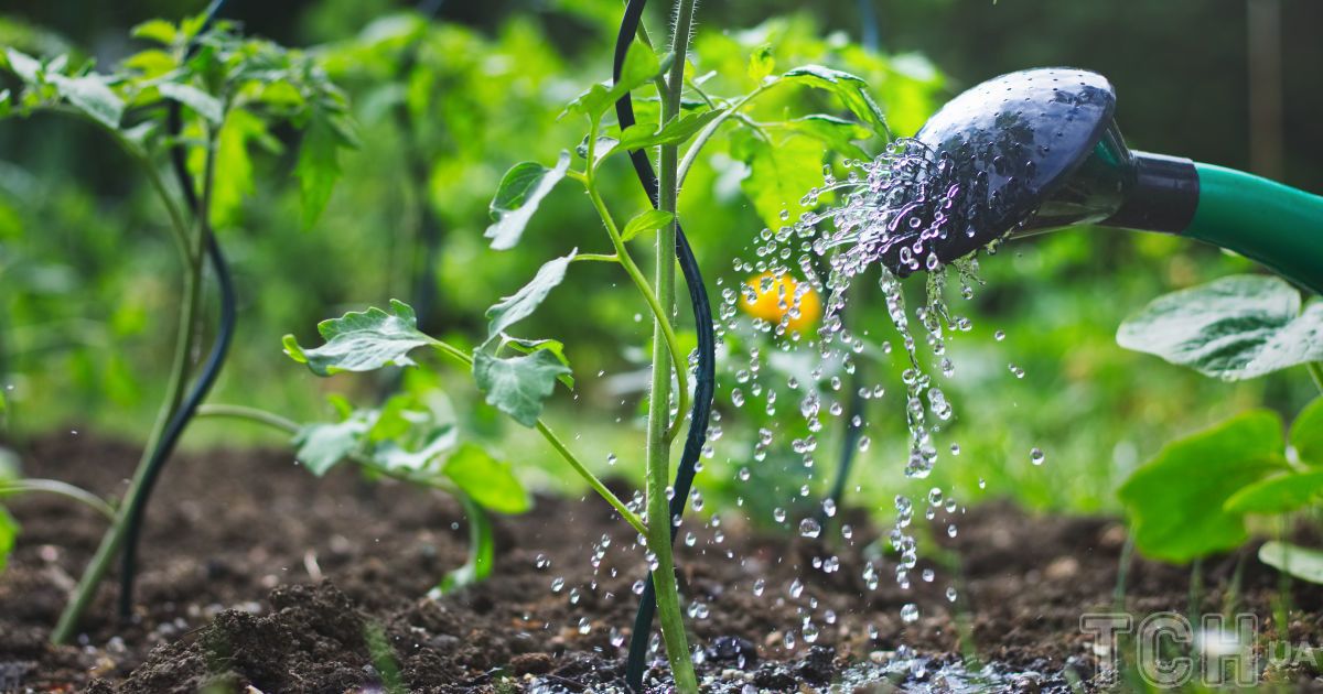 Як допомогти рослинам пережити спеку