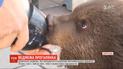 В пустом мариупольском зоопарке гуляет новорожденный медвежонок Миша