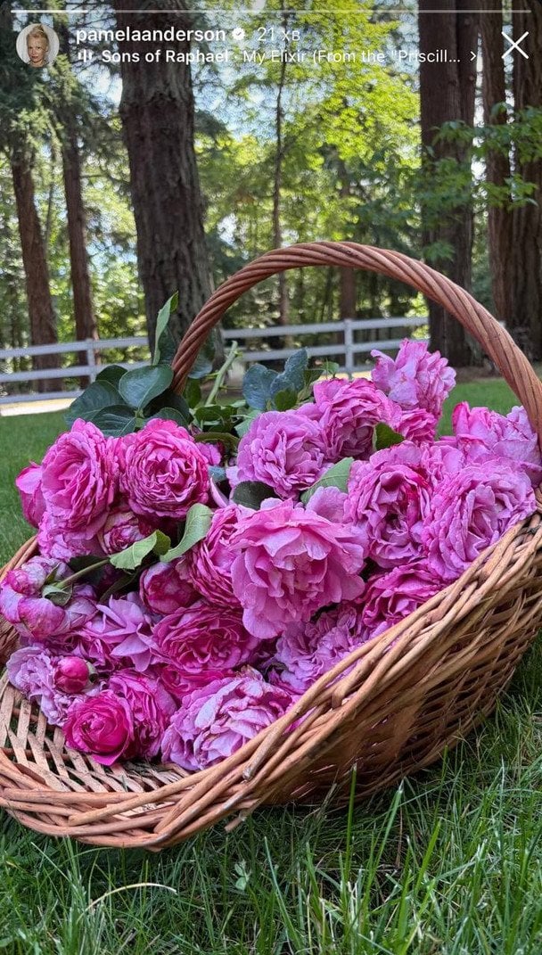 Троянди з саду Памели Андерсон / © Instagram Памели Андерсон