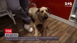 Кудлатий собака шукає дім | Новини України