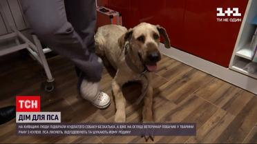 Кудлатий собака шукає дім | Новини України