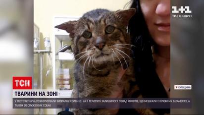 Під Києвом розформували виправну колонію, але тамтешні коти та собаки залишилися не прилаштованими