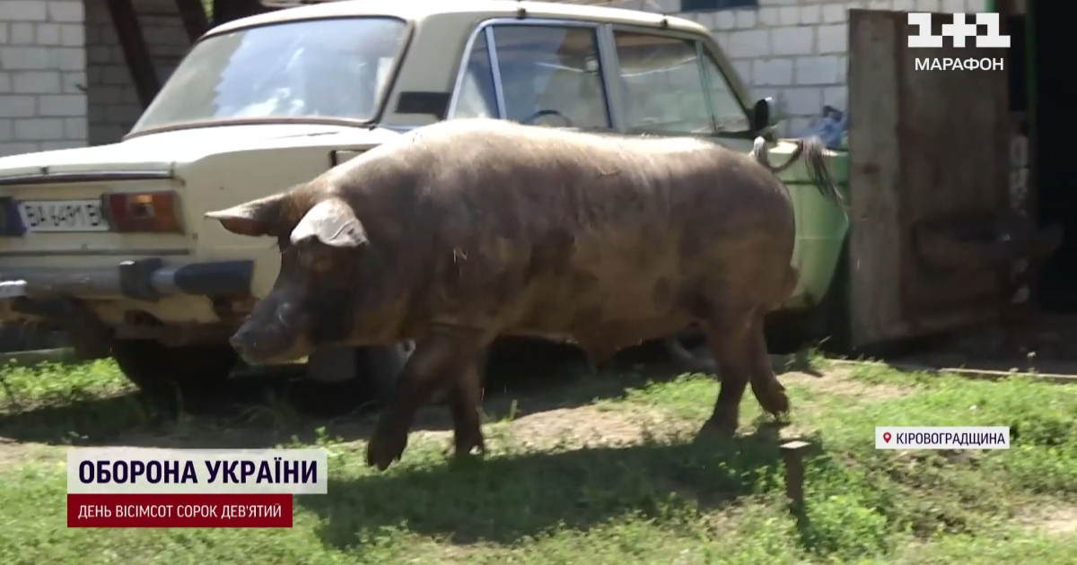 Кабан Едик